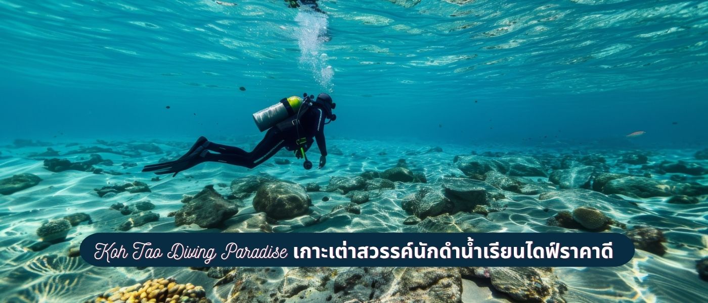 Koh Tao Diving Paradise เกาะเต่าสวรรค์นักดำน้ำเรียนไดฟ์ราคาดี